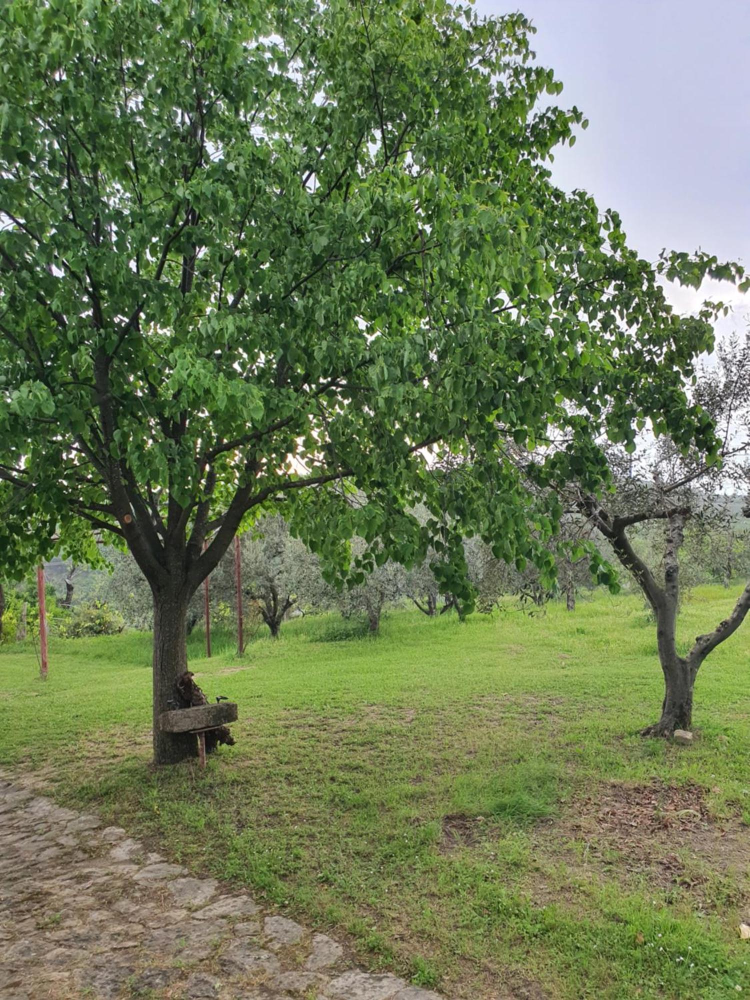 Apartma Vista Baredi Izola Exteriör bild